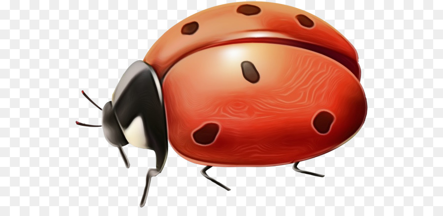 Ladybird Böceği，Böcek PNG