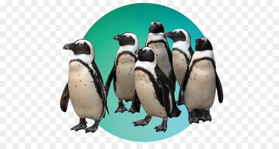 Penguenler，Grup PNG