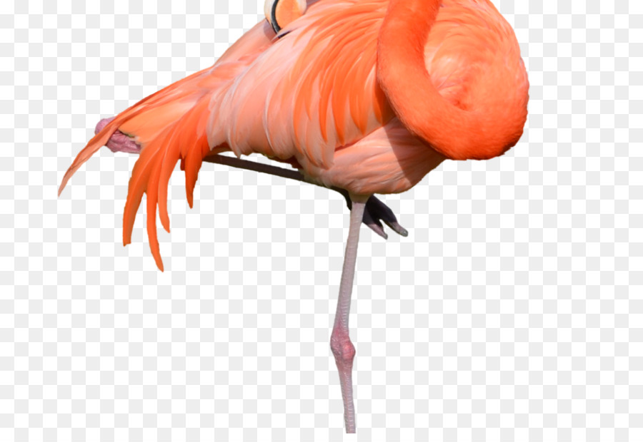 Flamingo，Kuş PNG