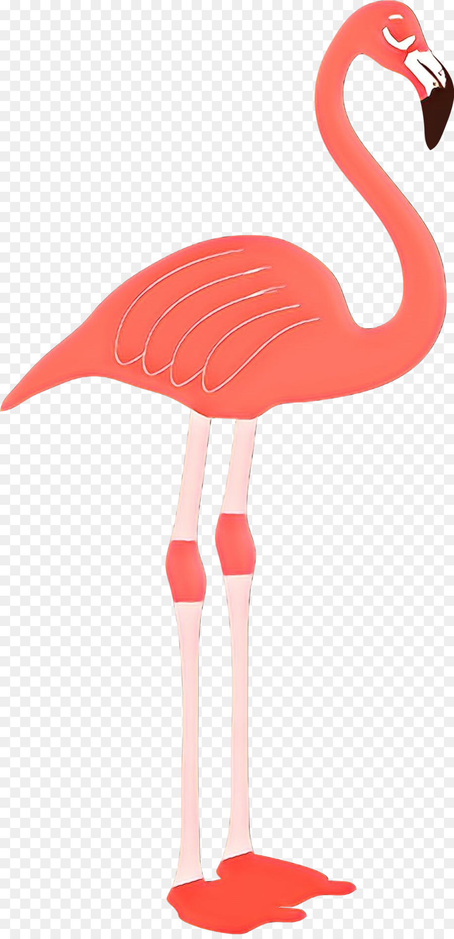 Pembe Flamingo，Kuş PNG