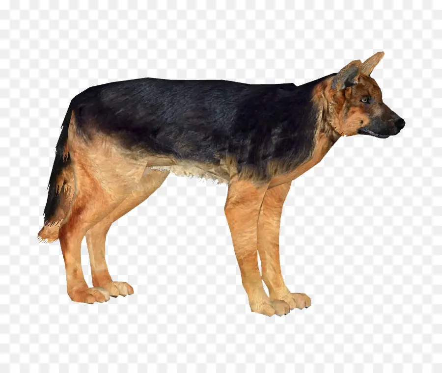 Eski Alman Çoban Köpeği，Alman Çoban PNG