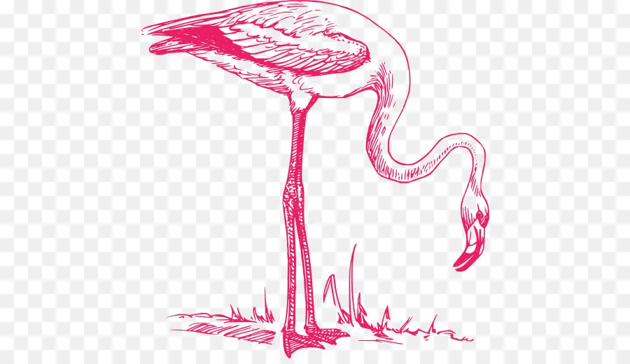 Flamingo，Pembe PNG