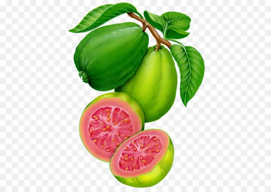 Guava，Yeşil PNG