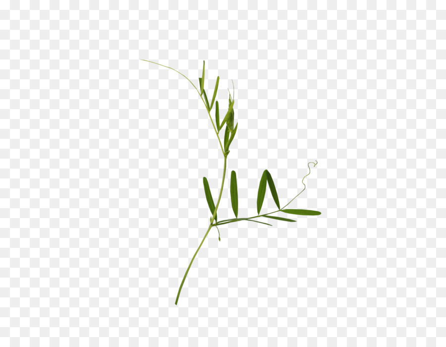 Bambu，Bitki PNG