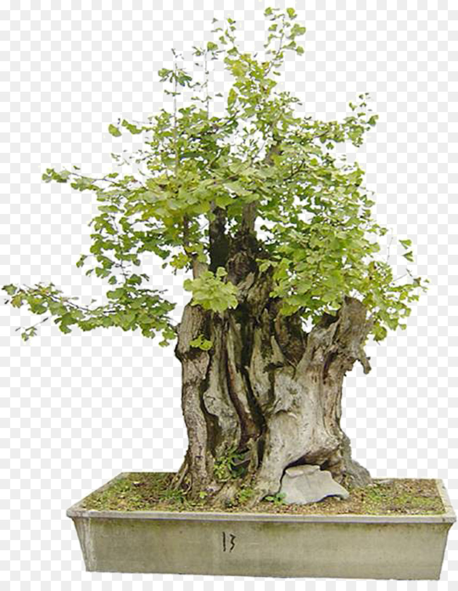 Bonsai Ağacı，Minyatür PNG