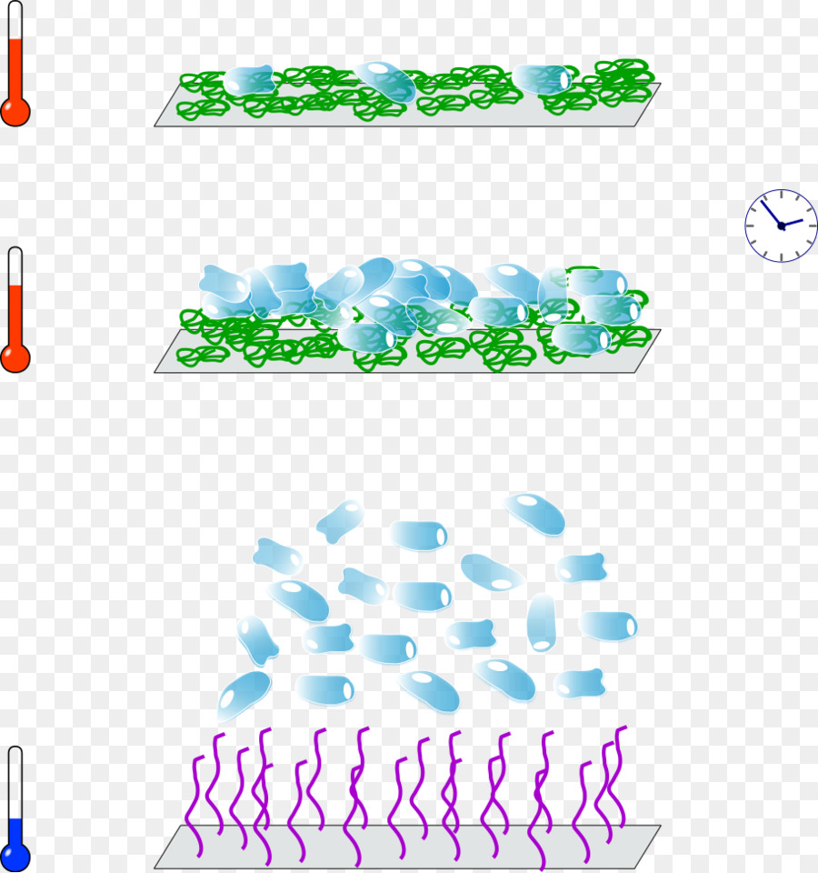 Temperatureresponsive Polimer，Polynisopropylacrylamide PNG