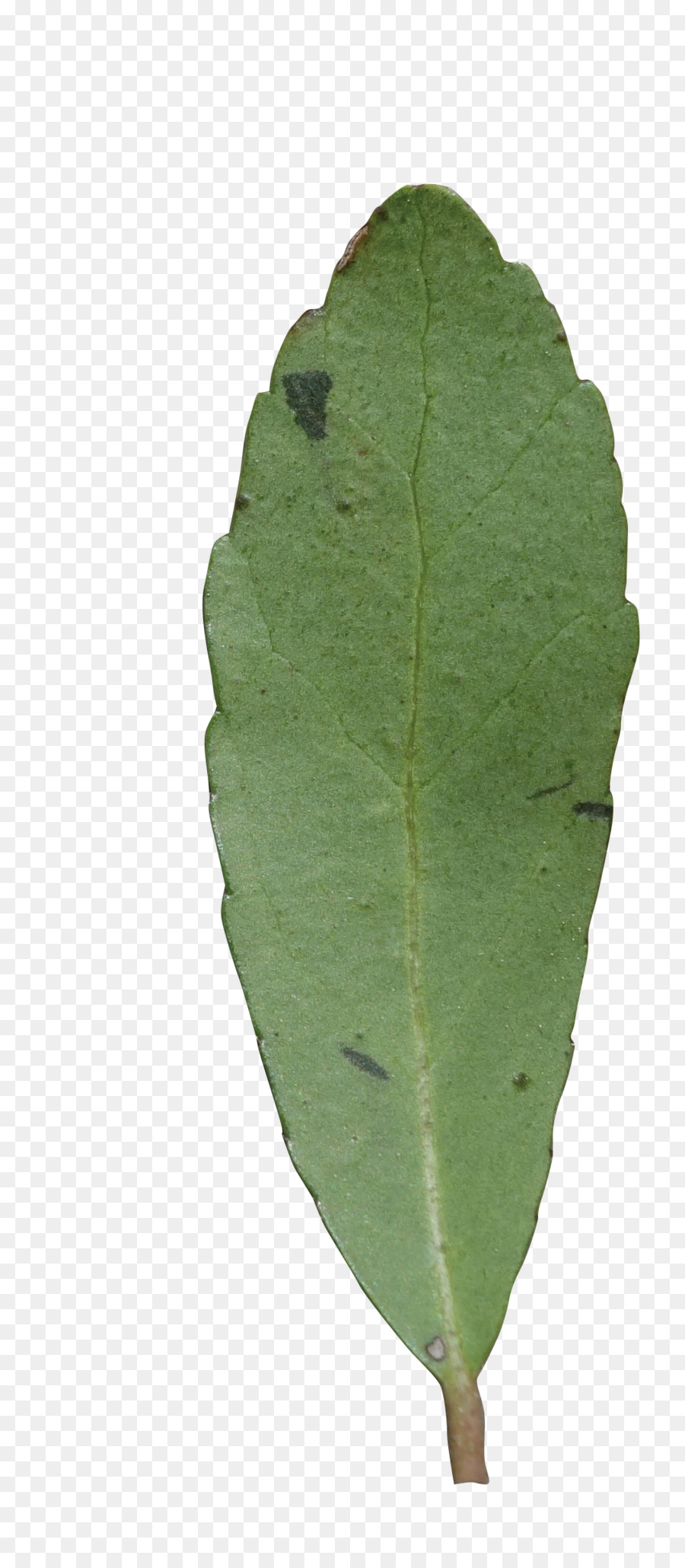 Yaprak，Bitki Patolojisi PNG