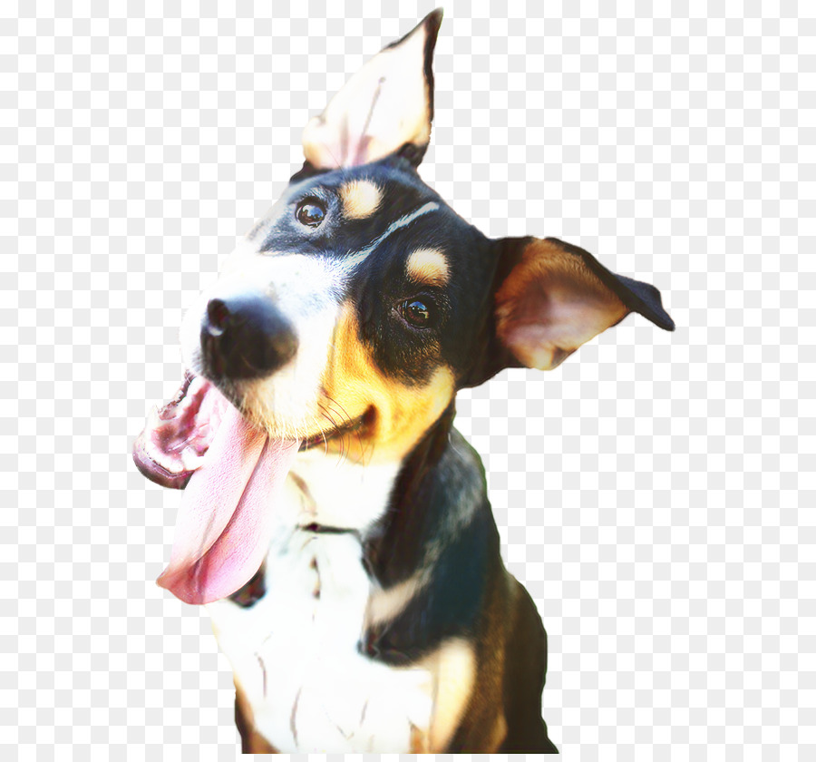 Köpek，Kedi PNG