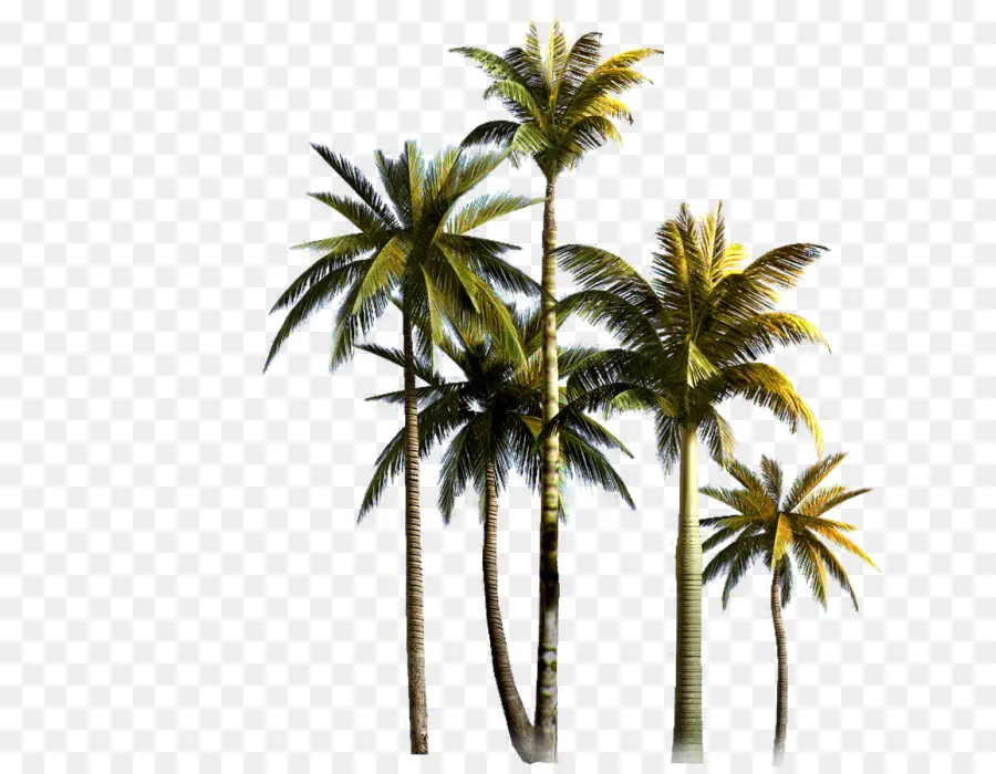 Hindistan Cevizli，Palmiye Ağaçları PNG