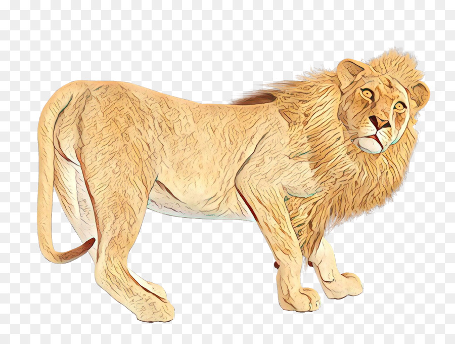 Aslan，Kedi PNG