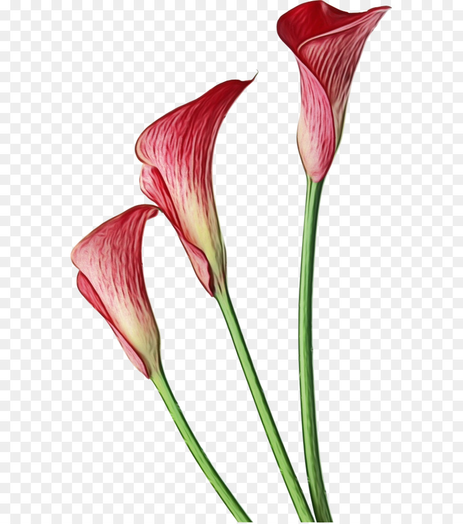 Calla Zambakları，Botanik PNG