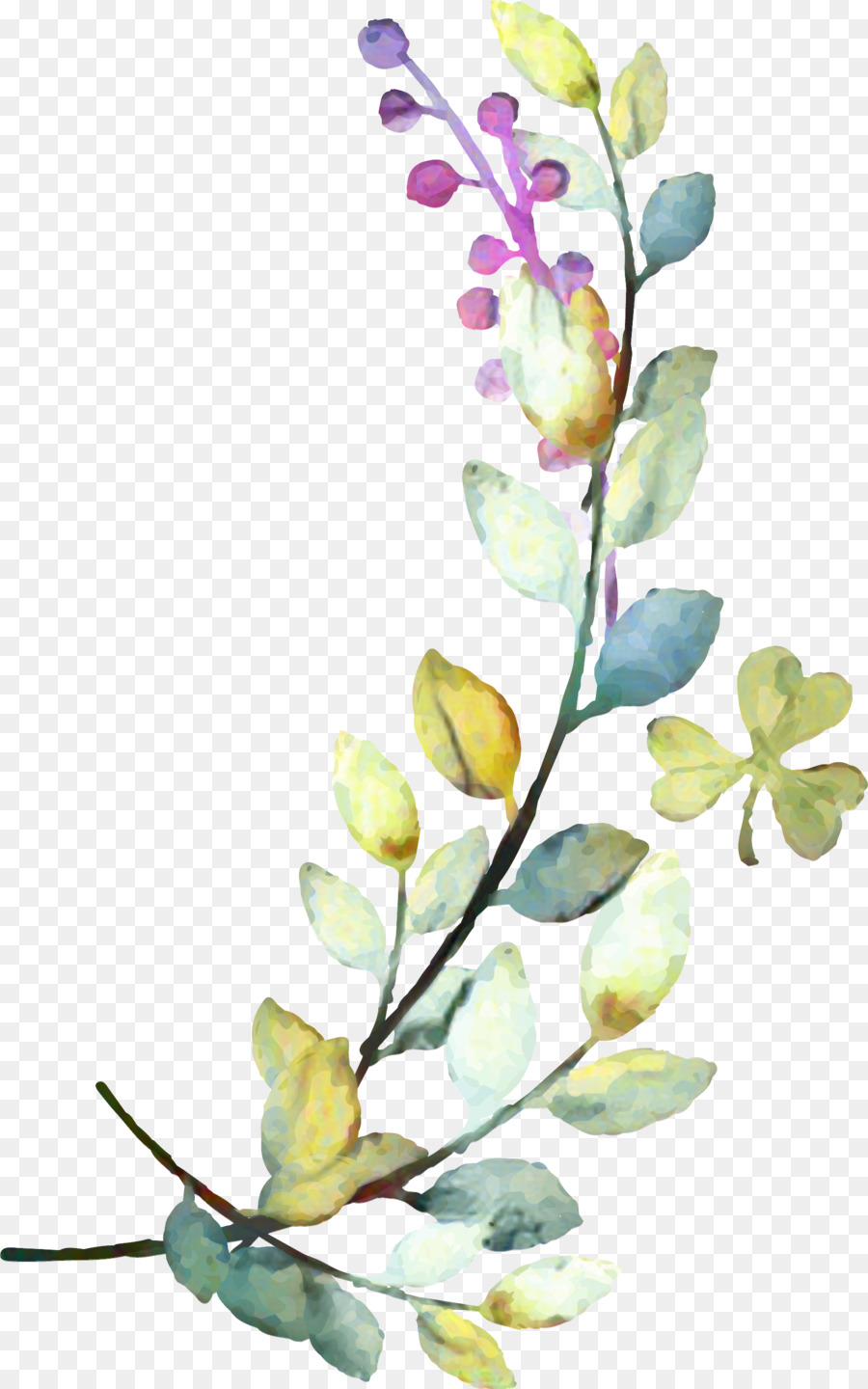 Yaprağı，Bitki Kök PNG