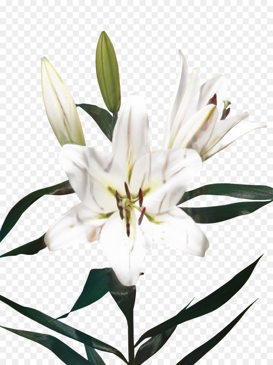 Kesme çiçekler，Siyah Beyaz M PNG
