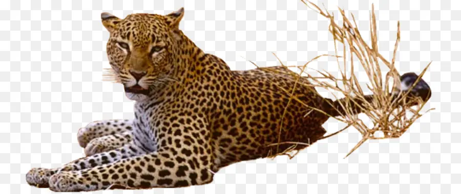 Leopar，Jaguar PNG