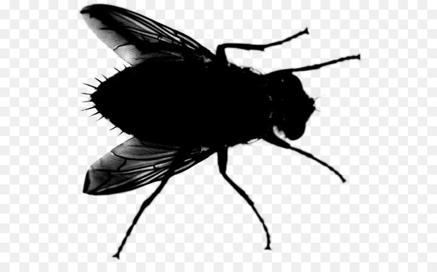 Böcek，Siyah Beyaz M PNG