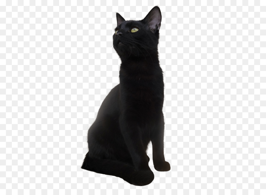 Kara Kedi，Evcil Hayvan PNG