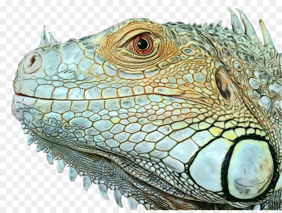Iguanalar，Fauna PNG