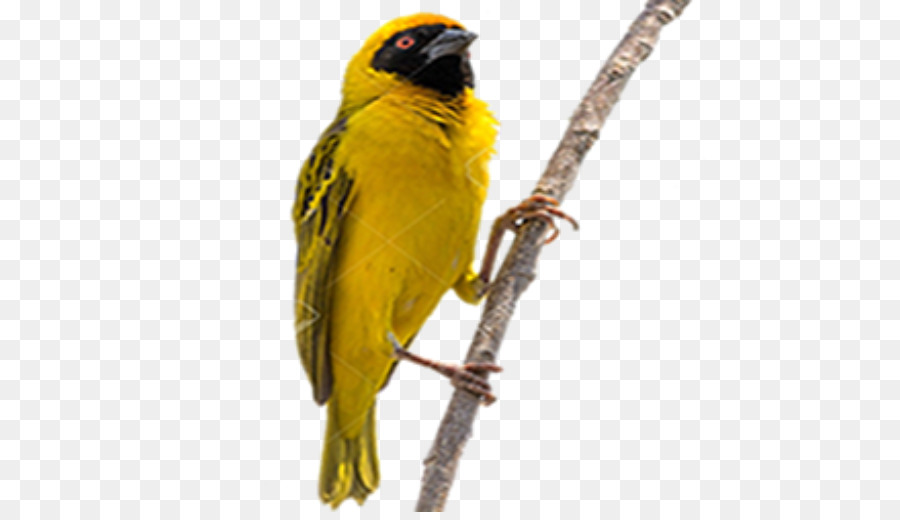 Budgerigar，Kuş PNG