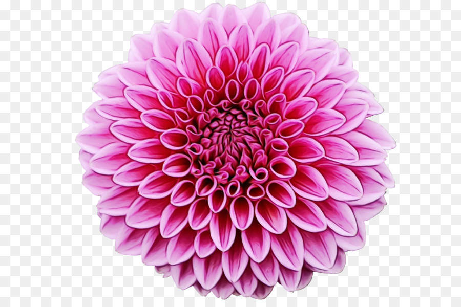 Dahlia，Ortak Daisy PNG