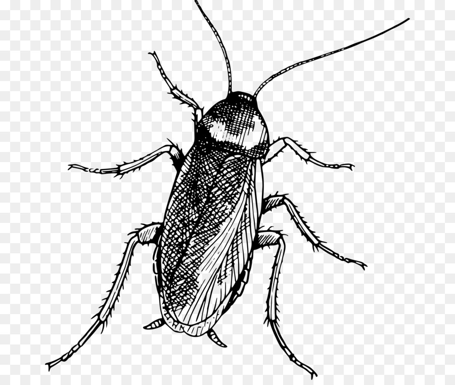Böcek，Buğday Biti PNG