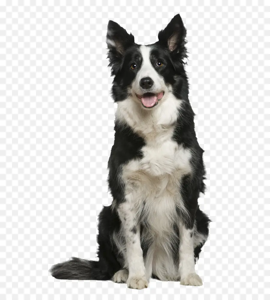 Köpek，Evcil Hayvan PNG