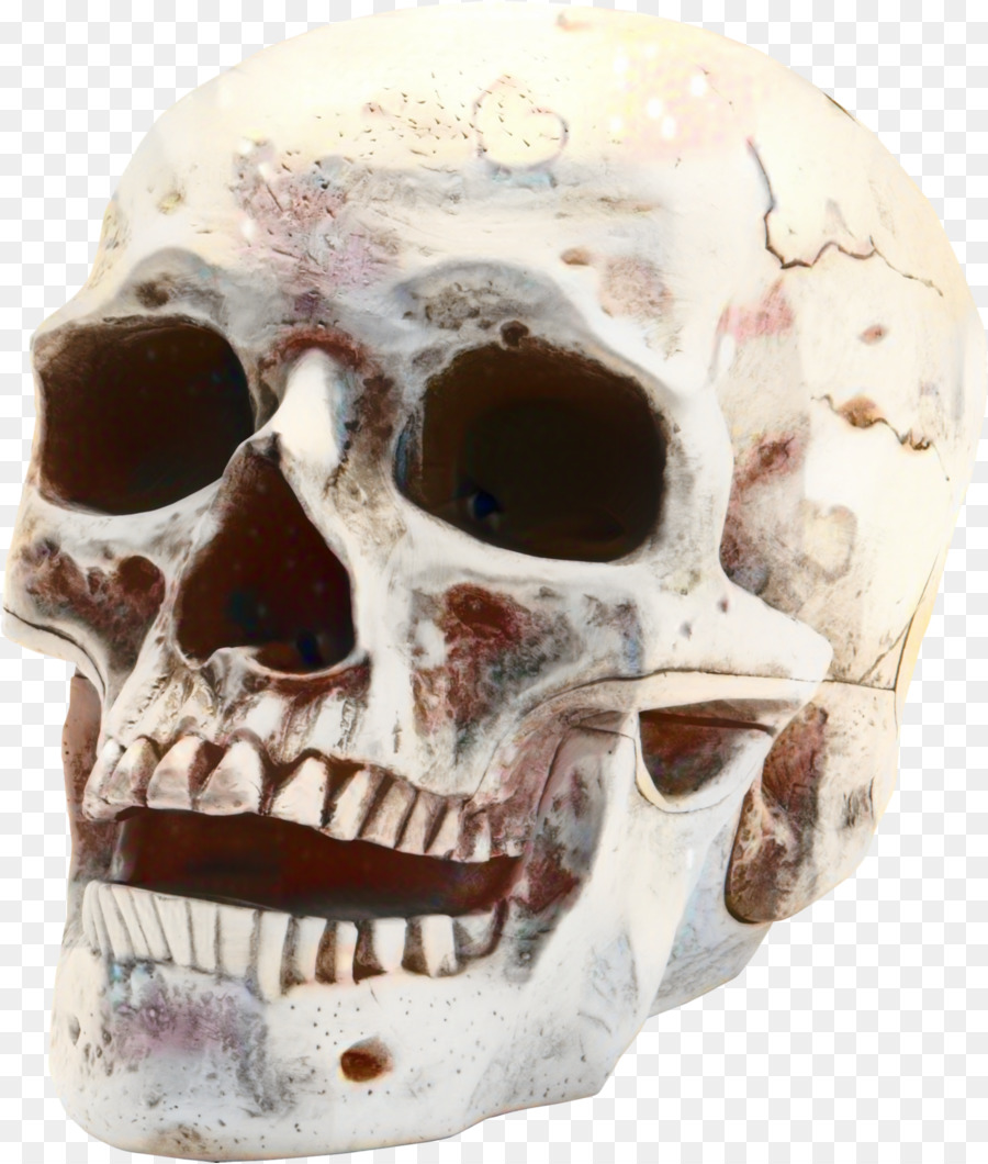 Kafatası，Insan Iskeleti PNG