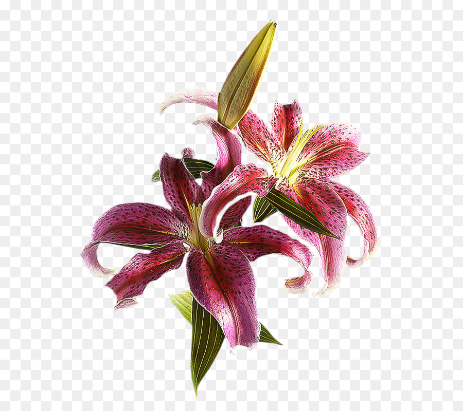 Kesme çiçekler，Mor PNG