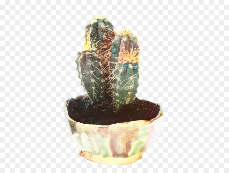 Kaktüs，Echinocereus PNG