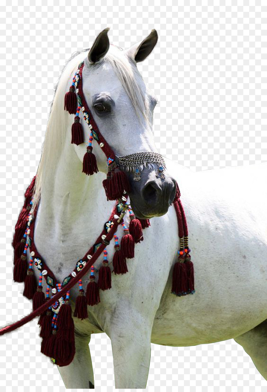 Arap Atı，Aygır PNG