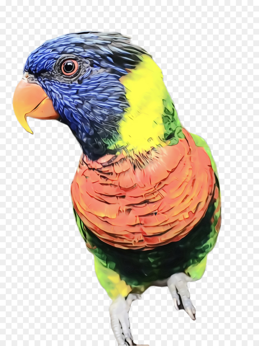 Muhabbetkuşu，Papağan PNG