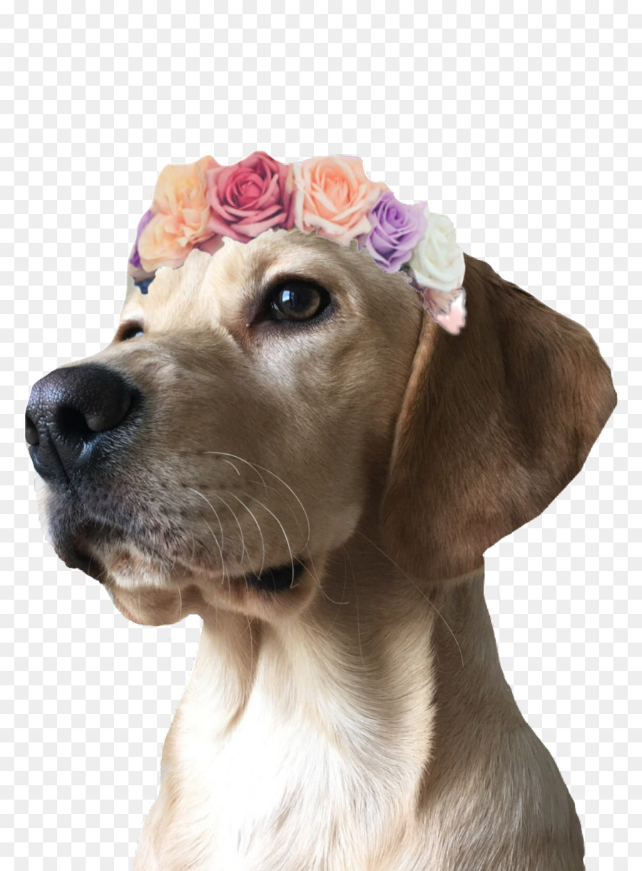 Labrador Köpeği，Köpek Yavrusu PNG