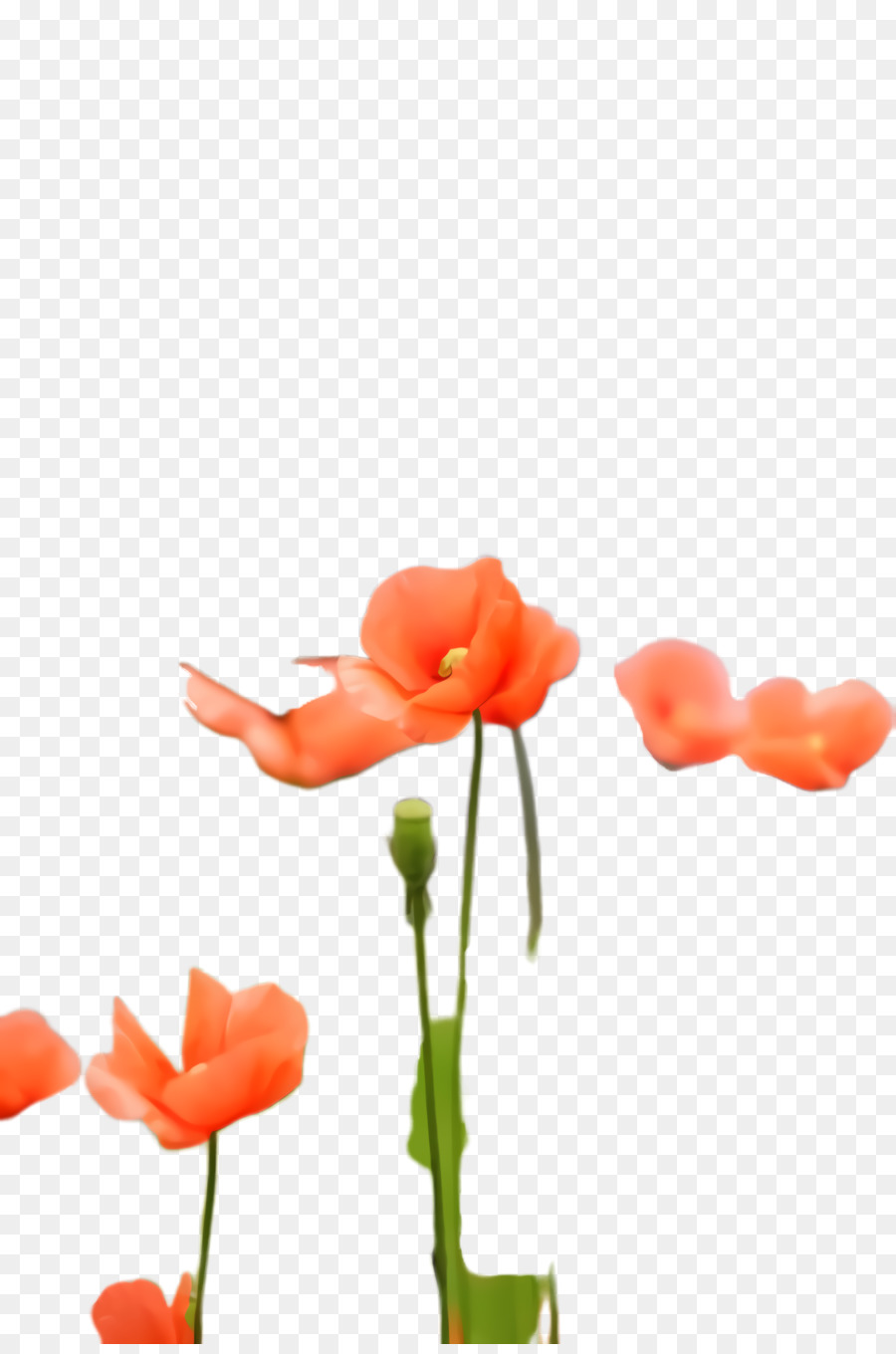 çiçekli Bitki，Kesme çiçekler PNG