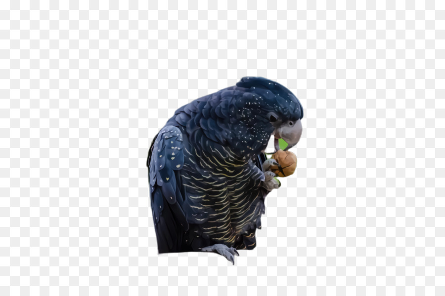 Papağan，Gaga PNG