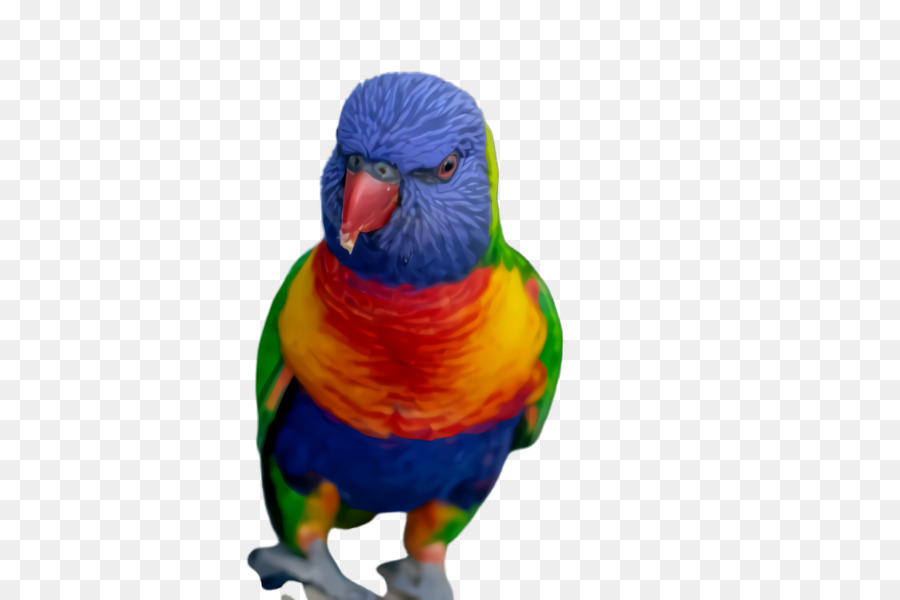 Papağan，Loriini PNG