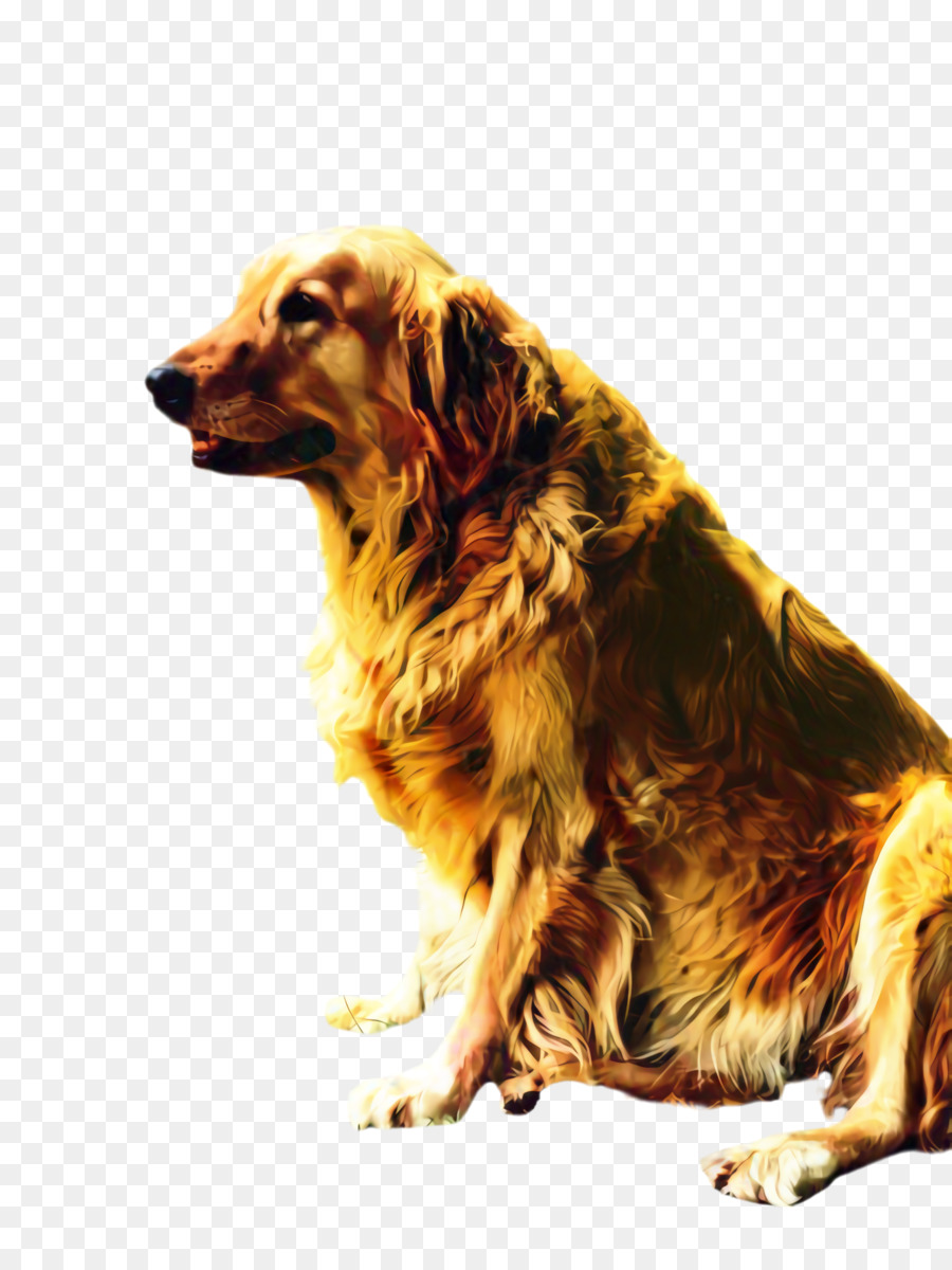 Golden Retriever，Köpek ırkı PNG