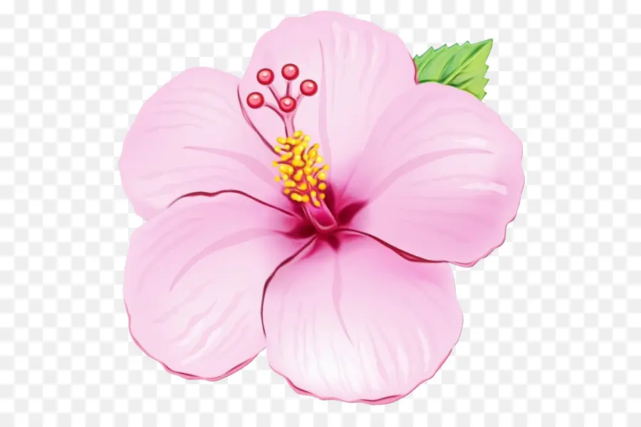 Çizim，çiçek PNG