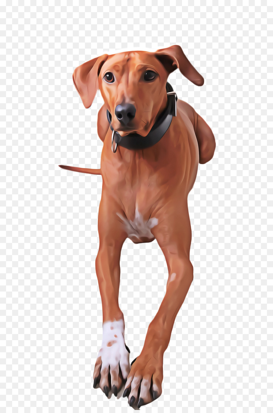 Köpek，Evcil Hayvan PNG