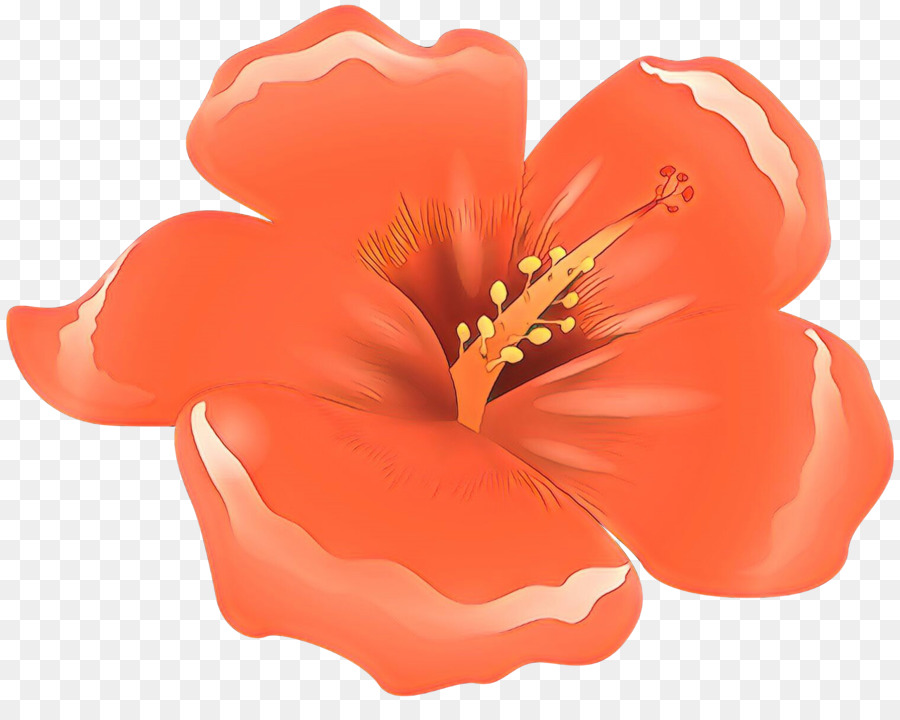 Turuncu Hibiskus，Tropikal PNG