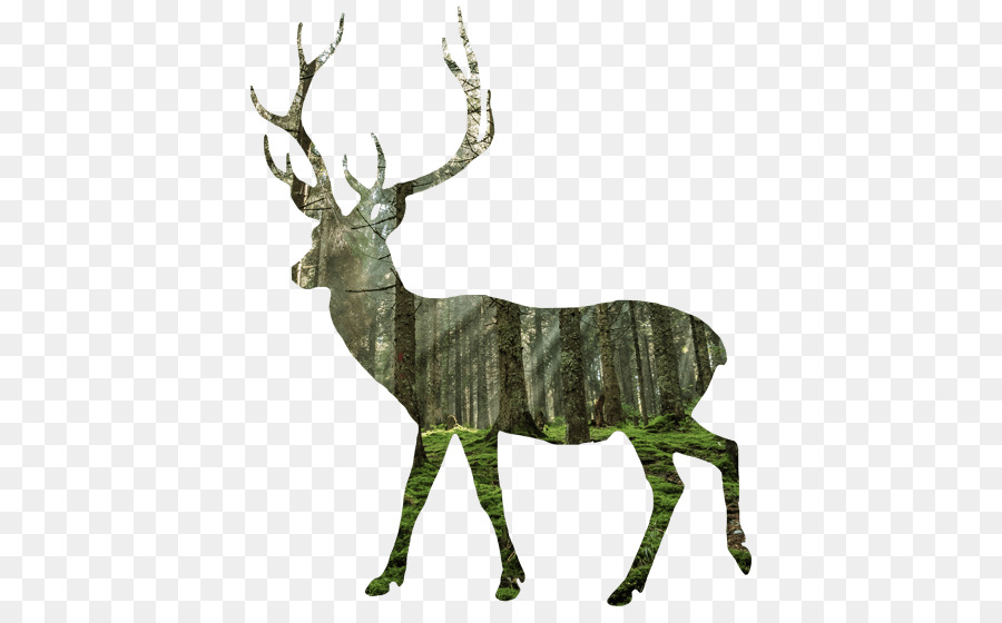 Geyik，Whitetailed Geyik PNG