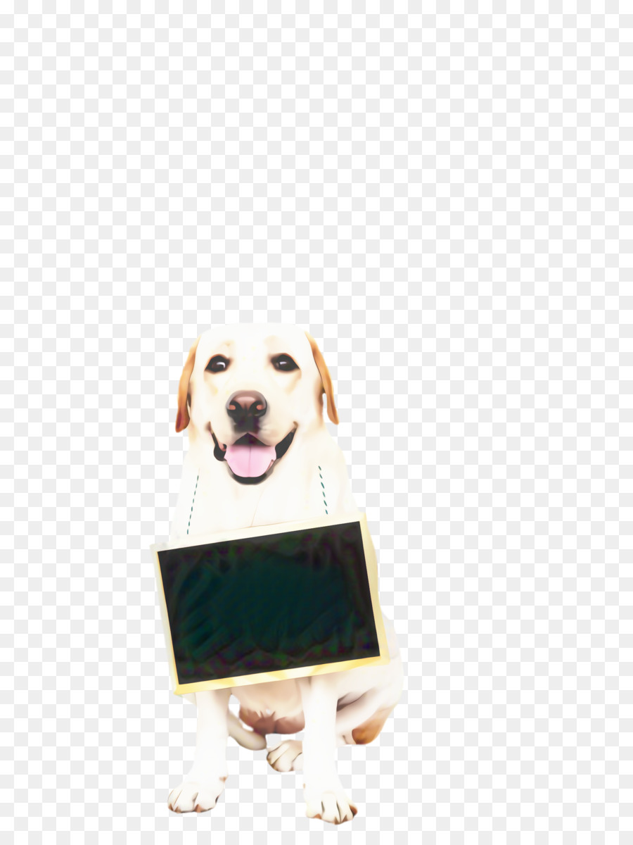 Labrador Retriever，Köpek Yavrusu PNG