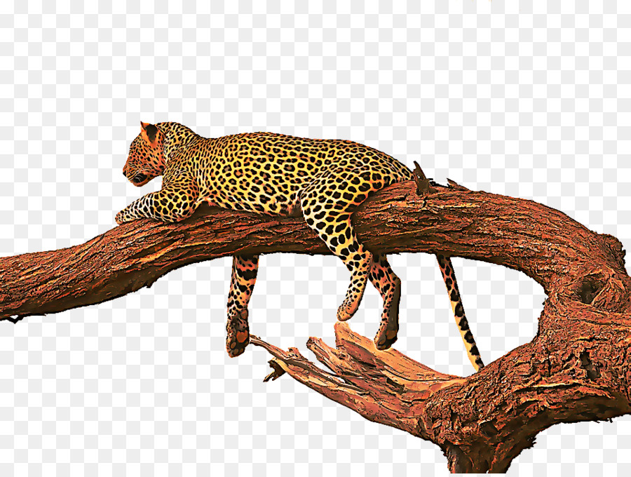 Leopar，Benekli PNG