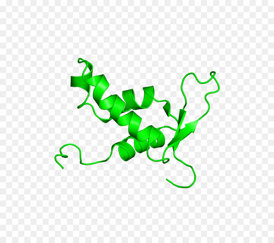 Protein，Molekül PNG