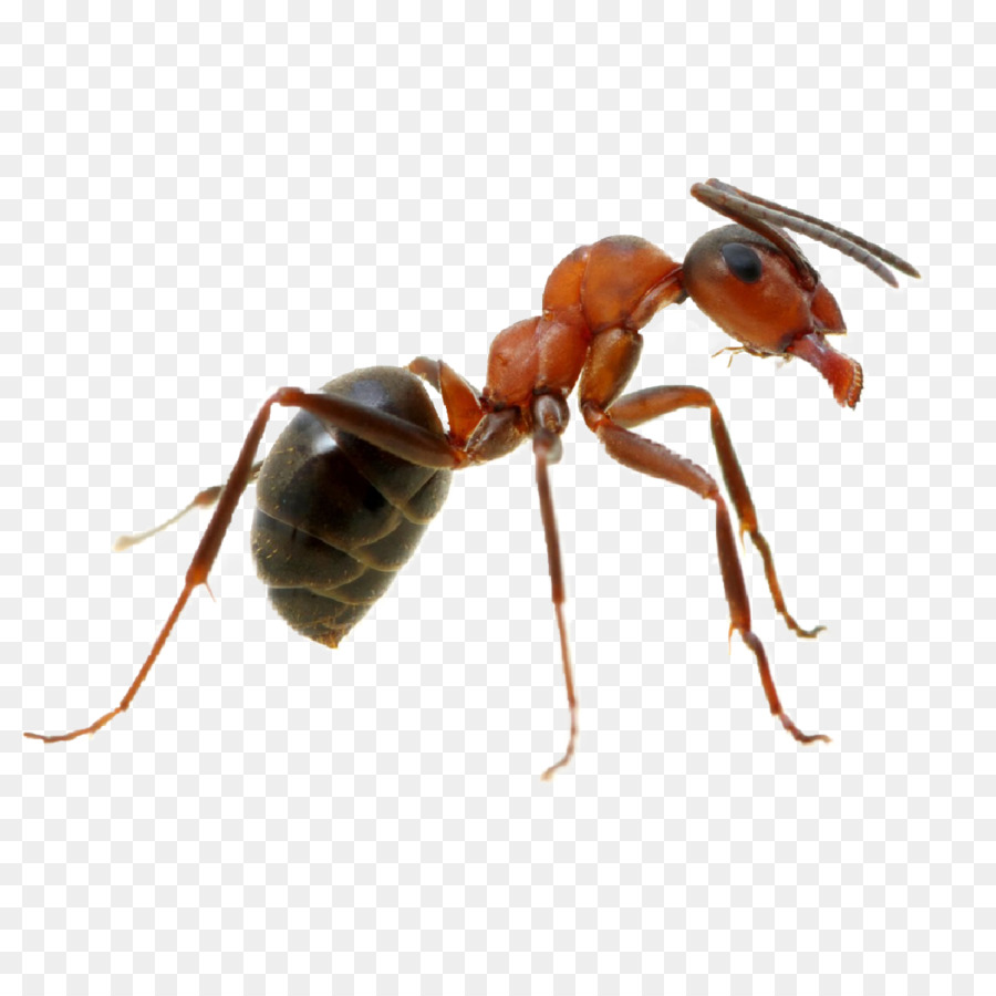 Karınca，Böcek PNG