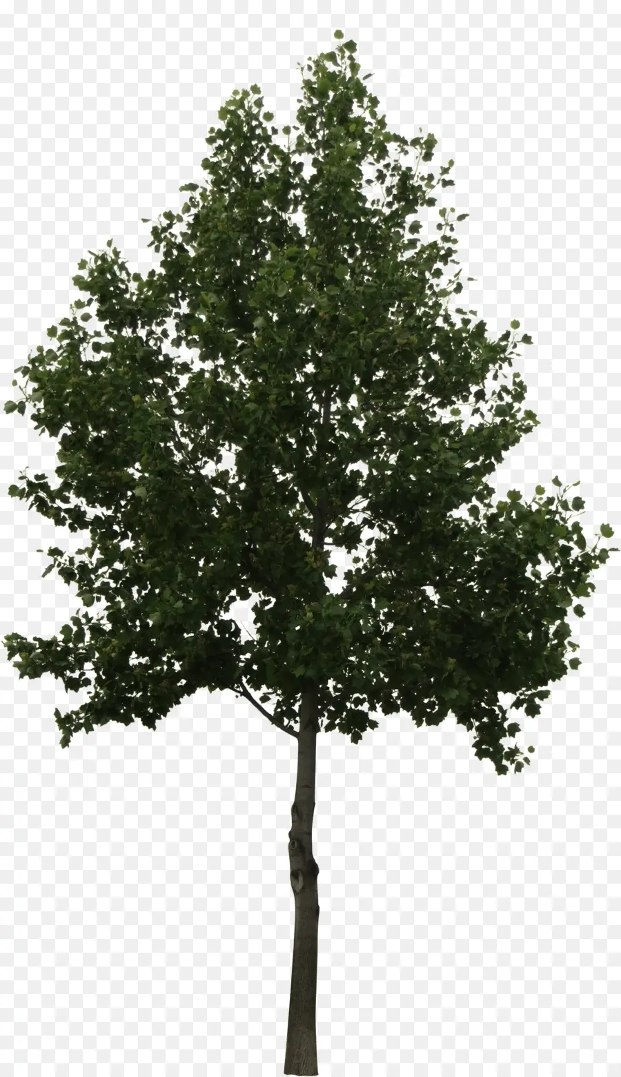 Ağaç，Meşe PNG