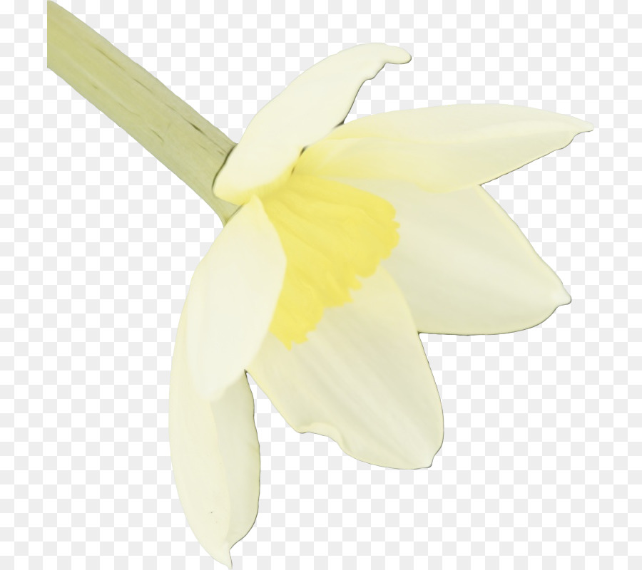 Sarı，çiçekli Bitki PNG