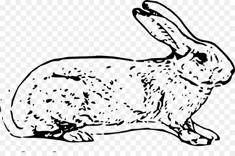 Tavşan，Tavşan Tavşan Tavşan PNG