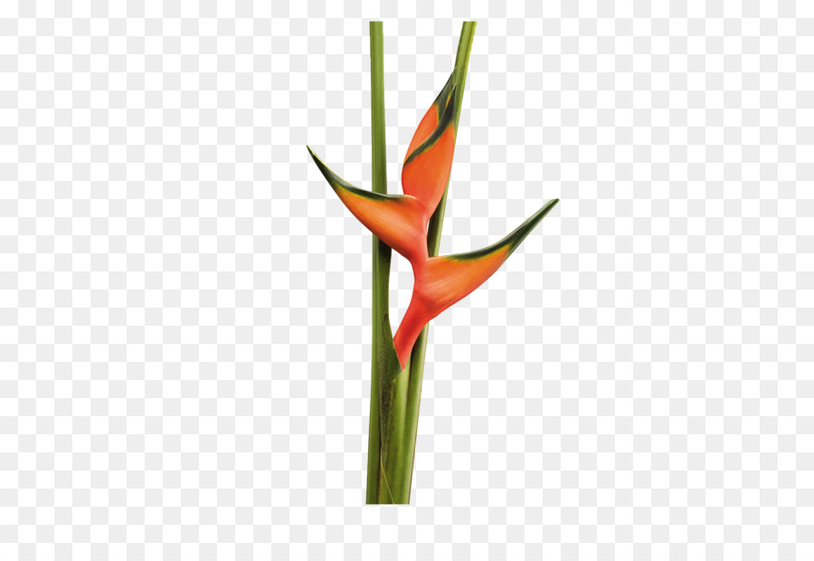 Heliconia Çiçeği，Tropikal PNG