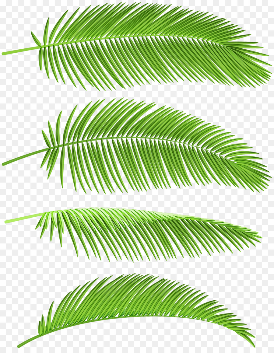 Palmiye Ağaçları，Bitki Kök PNG