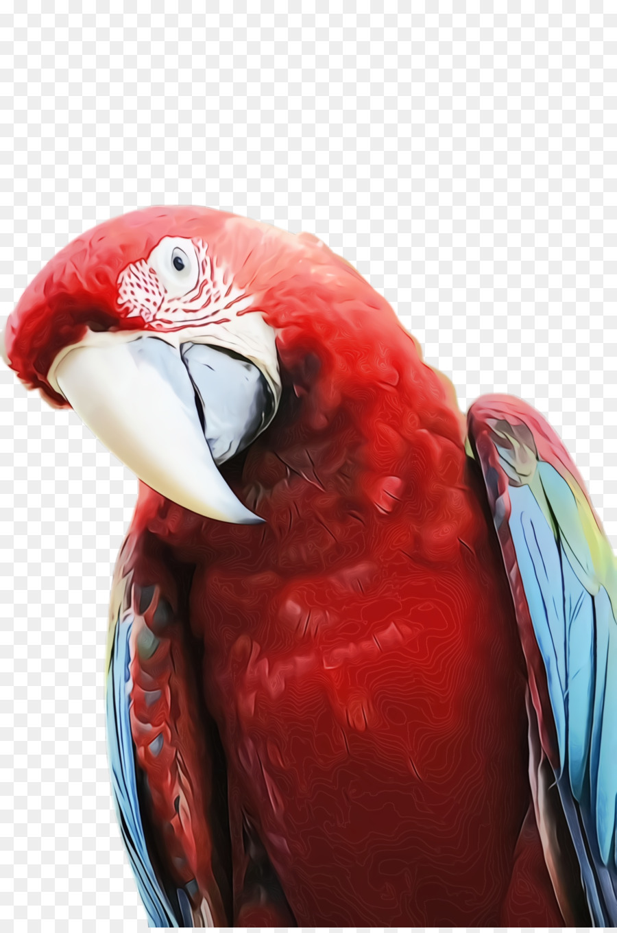 Papağan，Gaga PNG