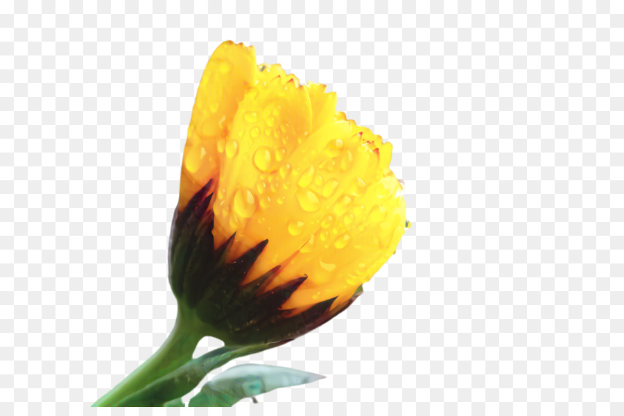 Sarı，çiçek PNG
